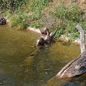 Asian Small-Clawed Otter