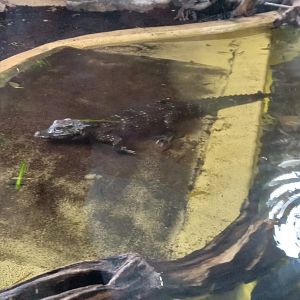 African Dwarf Crocodile