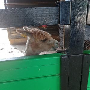 Alpaca