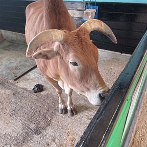 Dwarf Zebu