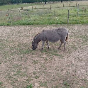 Miniature Donkey