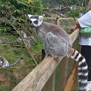 Ring Tailed Lemur