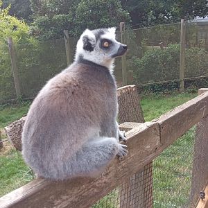 Ring Tailed Lemur