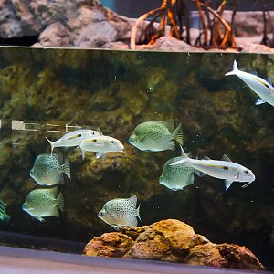 Various Mangrove Lagoon Fish