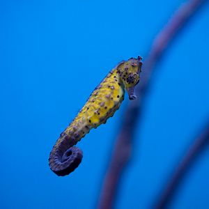 Yellow Seahorse