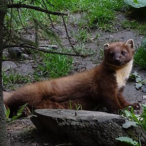 Pine marten (Martes martes)
