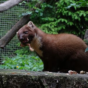 Pine marten (Martes martes)