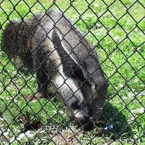 Giant Anteater