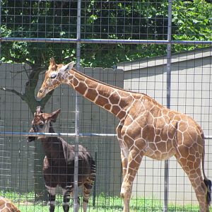 Giraffe & Okapi