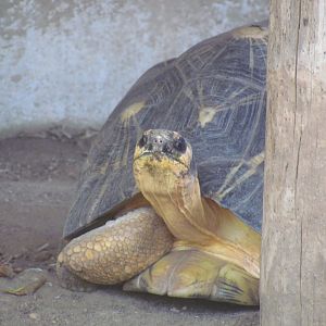 Radiated Tortoise