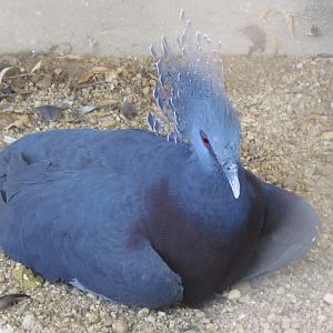 Victoria Crowned Pigeon