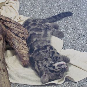 Clouded Leopard Cub