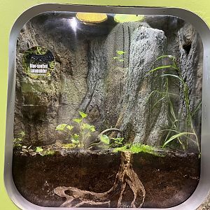 New Blue-Spotted Salamander Habitat