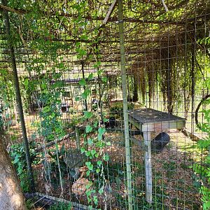 Louisiana Purchase Zoo - Leopard enclosure