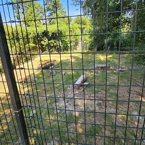 Louisiana Purchase Zoo - Lion enclosure