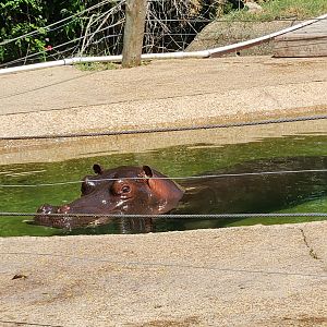 Louisiana Purchase Zoo - Hippopotamus