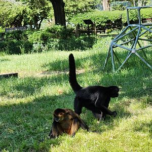 Louisiana Purchase Zoo - Spider monkeys