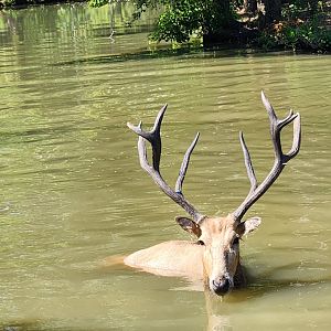Louisiana Purchase Zoo - Pere David Deer