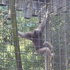 Louisiana Purchase Zoo - Hoolock Gibbon climbing