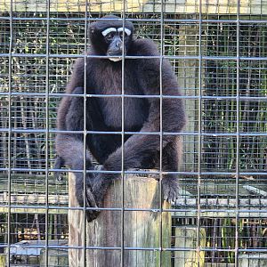 Louisiana Purchase Zoo - Hoolock Gibbon