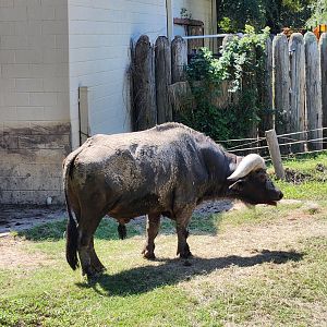 Louisiana Purchase Zoo - Cape Buffalo