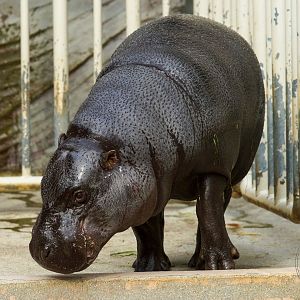 Pygmy Hippo (Choeropsis liberiensis)