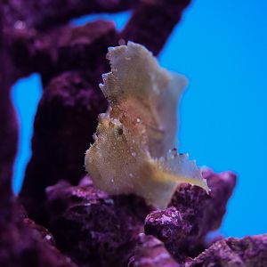 Leaf Scorpionfish