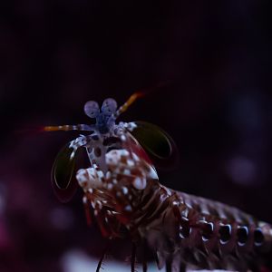 Peacock Mantis Shrimp