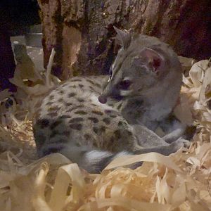 Cape Genet (Genetta tigrina)