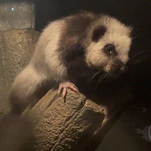 Northern Luzon Giant Cloud Rat (Phloeomys pallidus)
