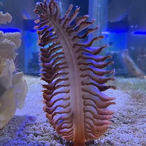 Sea Pen