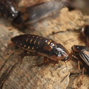 Orange-spotted roach (Blaptica dubia) BugParc, 08/2024