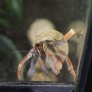 Viola land hermit crab (Coenobita violascens) BugParc, 08/2024