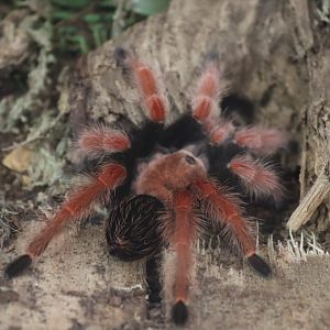 Mexican fireleg tarantula (Brachypelma boehmei) BugParc, 08/2024