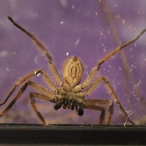 Huntsman spider sp. (Barylestis variatus) BugParc, 08/2024