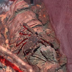 Tailless whip scorpion (Damon medius) BugParc, 08/2024