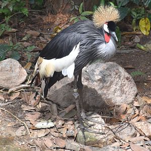 Southern Grey Crowned Crane (Balearica regulorum regulorum)