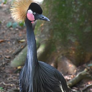 West African Black Crowned Crane (Balearica pavonina pavonina)