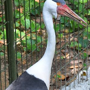 Wattled Crane (Grus carunculata)