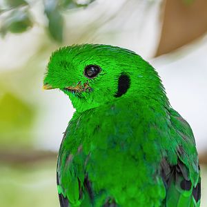 Green Broadbill (Calyptomena Viridis)