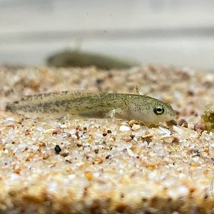 Tokyo Salamander (Hynobius tokyoensis)