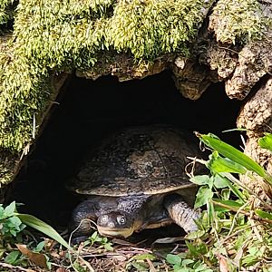 Alexandria Zoo - Chelodina novaeguineae