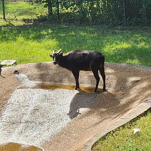Alexandria Zoo - Anoa