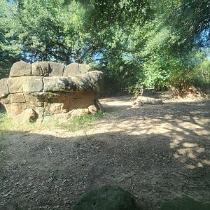 Alexandria Zoo - Lion enclosure