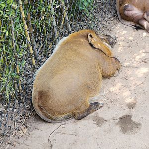 Alexandria Zoo - Red River Hog