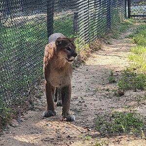 Alexandria Zoo - Cougar