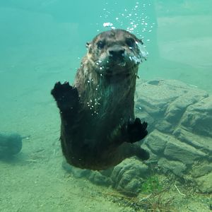 Alexandria Zoo - North American River Otter