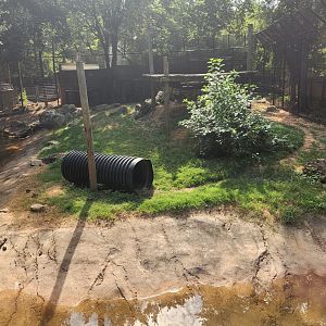 Alexandria Zoo - Louisiana Black Bear enclosure