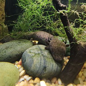 Alexandria Zoo - Necturus beyeri