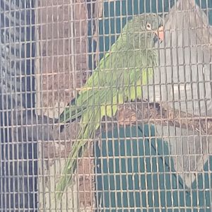 Parrot ID